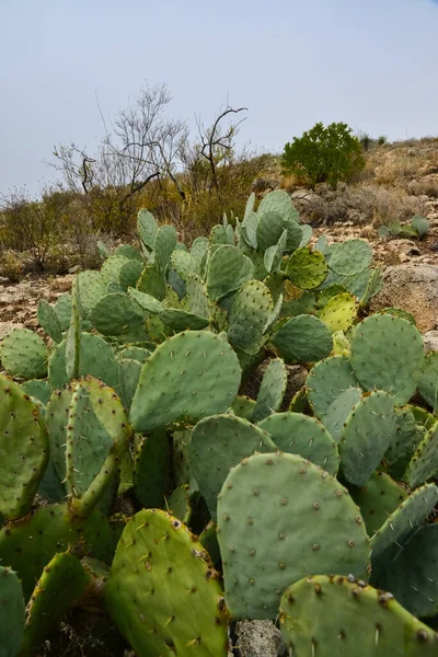 Opuntia Cacti Inne Pustynne Rośliny Krajobrazie Gór Nowym Meksyku Usa — Zdjęcie stockowe