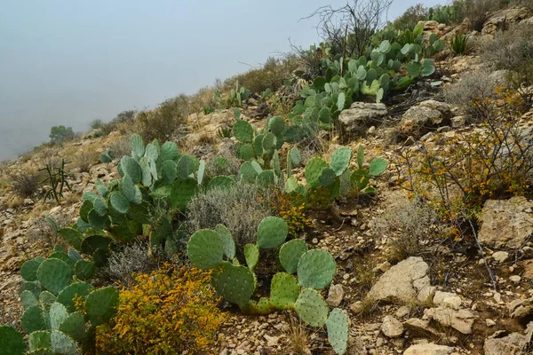 Cactus Opuntia Altre Piante Del Deserto Nel Paesaggio Montano Nel — Foto Stock