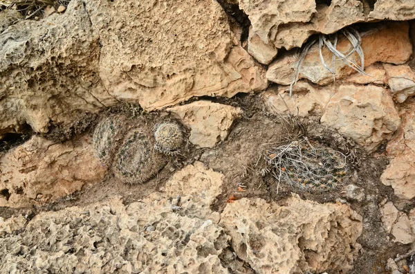 Kaktüs Mamillaria sp. New Mexico, ABD 'deki dağlarda.