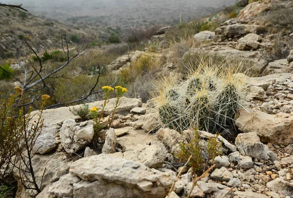 Kaktüs (Echinocereus sp.) ve Opuntia, yucca, agaves ve diğer çöl bitkileri New Mexico, ABD 'deki dağlarda.