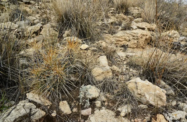 Cacti Echinocereus Opuntia Yucca Agaves Інші Пустельні Рослини Гірському Ландшафті — стокове фото