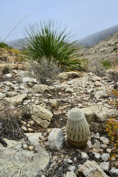 Kaktüs Echinocereus coccineus ve New Mexico, ABD 'deki dağlardaki diğer çöl bitkileri.