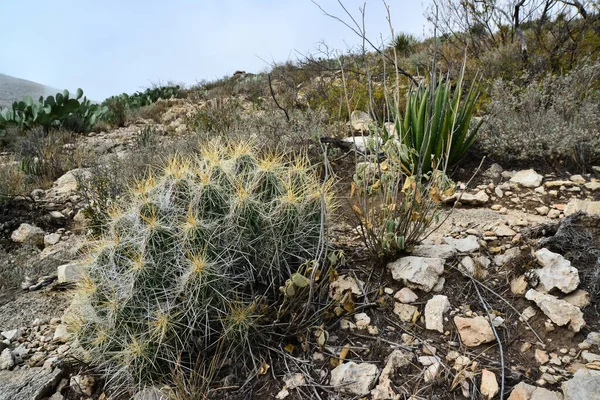 Kaktüs (Echinocereus sp.) ve Opuntia, yucca, agaves ve diğer çöl bitkileri New Mexico, ABD 'deki dağlarda.