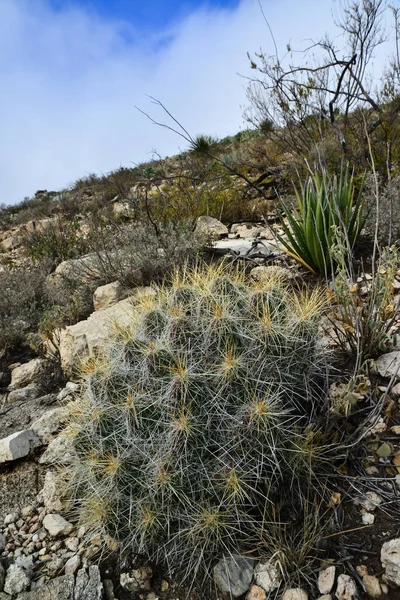 Kaktusy Echinocereus Opuntia Yucca Agawy Inne Pustynne Rośliny Krajobrazie Gór — Zdjęcie stockowe