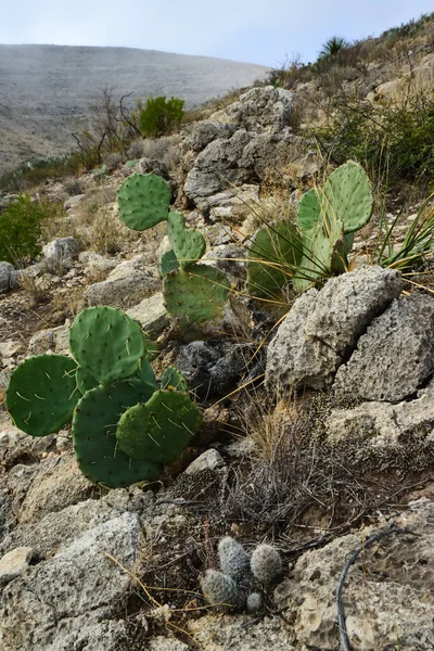 Opuntia Cacti Inne Pustynne Rośliny Krajobrazie Gór Nowym Meksyku Usa — Zdjęcie stockowe