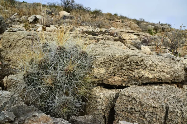 Kaktüs (Echinocereus sp.) ve Opuntia, yucca, agaves ve diğer çöl bitkileri New Mexico, ABD 'deki dağlarda.