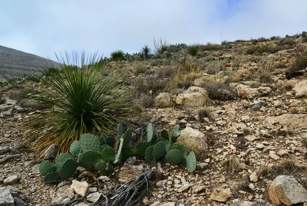 Opuntia kaktüsü ve diğer çöl bitkileri New Mexico, ABD 'deki dağ manzarasında.