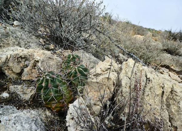 Kaktüs (Echinocereus sp.) ve Opuntia, yucca, agaves ve diğer çöl bitkileri New Mexico, ABD 'deki dağlarda.