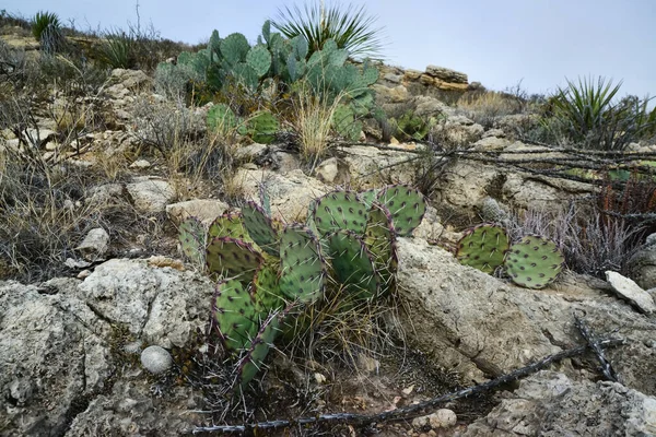 Opuntia Kakteen Und Andere Wüstenpflanzen Der Berglandschaft Von New Mexico — Stockfoto