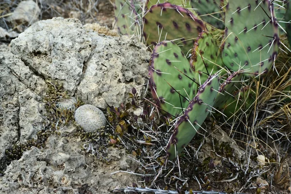 Opuntia kaktüsü ve diğer çöl bitkileri New Mexico, ABD 'deki dağ manzarasında.