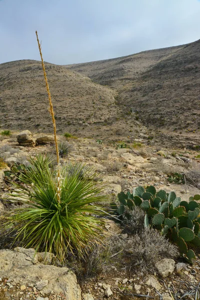 Agave Yucca Kakteen Und Wüstenpflanzen Einer Berglandschaft New Mexico — Stockfoto