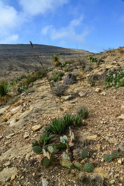 Agave, yucca, kaktüs ve çöl bitkileri New Mexico 'daki bir dağ vadisinde., 
