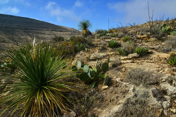 Agave Yucca Κάκτοι Και Φυτά Της Ερήμου Ένα Ορεινό Τοπίο — Φωτογραφία Αρχείου