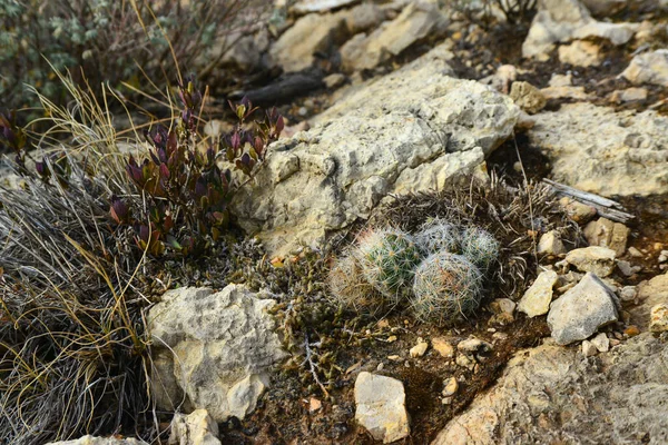 Cacti Altre Piante Del Deserto Crescono Tra Pietre Paesaggio Montano — Foto Stock
