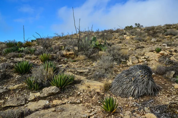 Agave, yucca, kaktüs ve çöl bitkileri New Mexico 'daki bir dağ vadisinde., 