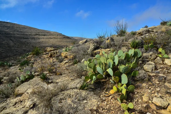Agave, yucca, kaktüs ve çöl bitkileri New Mexico 'daki bir dağ vadisinde., 