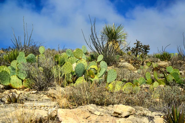 Opuntia Cacti Και Άλλα Φυτά Της Ερήμου Στο Ορεινό Τοπίο — Φωτογραφία Αρχείου