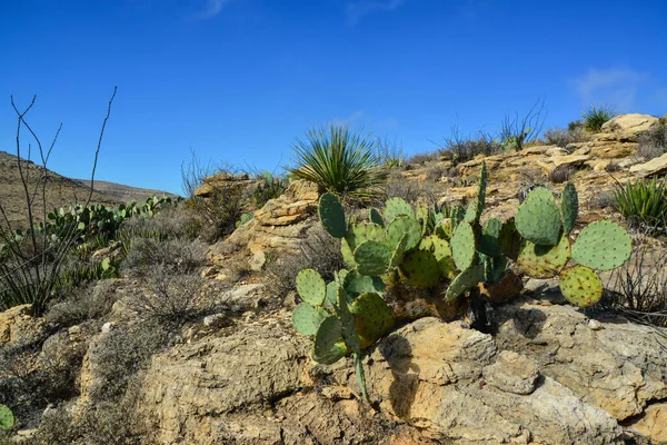 Opuntia kaktüsü ve diğer çöl bitkileri New Mexico, ABD 'deki dağ manzarasında.