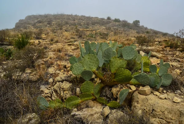 Opuntia kaktüsü ve diğer çöl bitkileri New Mexico, ABD 'deki dağ manzarasında.