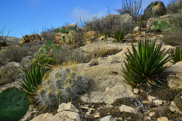 Kaktüs (Echinocereus sp.) ve Opuntia, yucca, agaves ve diğer çöl bitkileri New Mexico, ABD 'deki dağlarda.