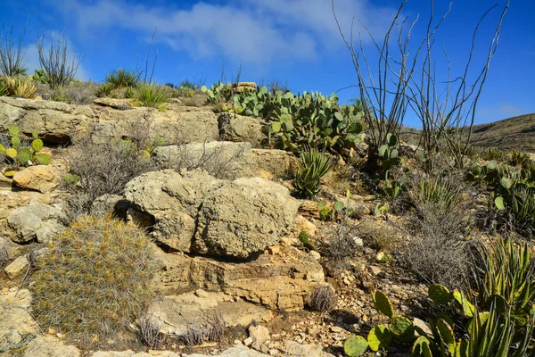 Agave Yucca Κάκτοι Και Φυτά Της Ερήμου Ένα Ορεινό Τοπίο — Φωτογραφία Αρχείου