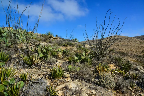 Agave, yucca, kaktüs ve çöl bitkileri New Mexico 'daki bir dağ vadisinde., 