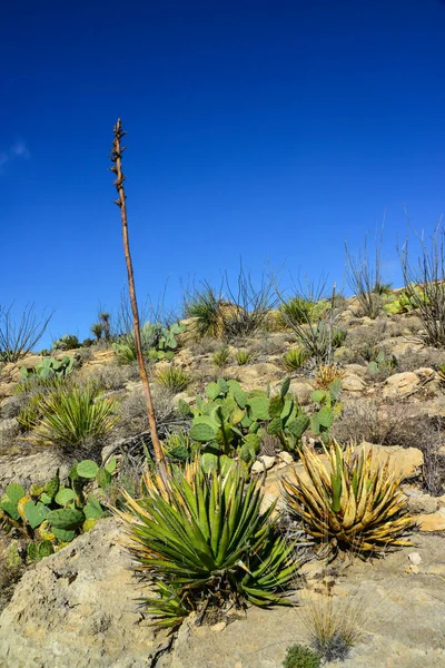 Agave, yucca, kaktüs ve çöl bitkileri New Mexico 'daki bir dağ vadisinde., 