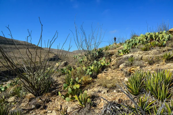 Agave Yucca Κάκτοι Και Φυτά Της Ερήμου Ένα Ορεινό Τοπίο — Φωτογραφία Αρχείου