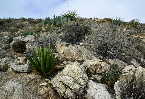 Kaktüs (Echinocereus sp.) ve Opuntia, yucca, agaves ve diğer çöl bitkileri New Mexico, ABD 'deki dağlarda.