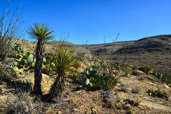 Agave, yucca, kaktüs ve çöl bitkileri New Mexico 'daki bir dağ vadisinde., 