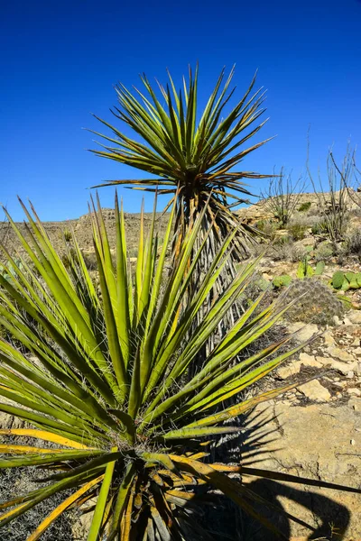 Agave, yucca, kaktüs ve çöl bitkileri New Mexico 'daki bir dağ vadisinde., 