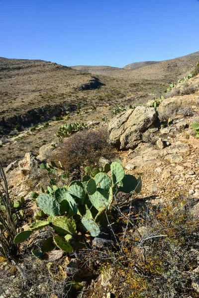 Agave, yucca, kaktüs ve çöl bitkileri New Mexico 'daki bir dağ vadisinde., 