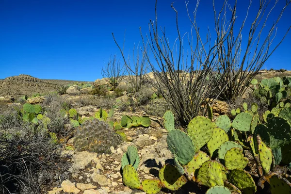 Opuntia Cacti Другие Пустынные Растения Горном Ландшафте Нью Йорке Сша — стоковое фото