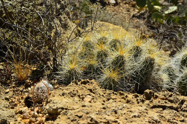 Cacti Echinocereus Opuntia Yucca Agaves Інші Пустельні Рослини Гірському Ландшафті — стокове фото