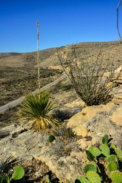 Agave, yucca, kaktüs ve çöl bitkileri New Mexico 'daki bir dağ vadisinde., 