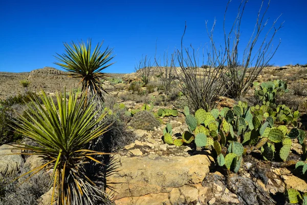 Agave, yucca, kaktüs ve çöl bitkileri New Mexico 'daki bir dağ vadisinde., 