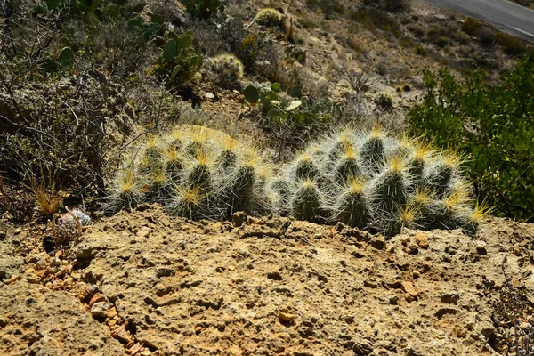 Cacti Echinocereus Opuntia Yucca Agaves Other Desert Plants Mountains Landscape — Stock Photo, Image