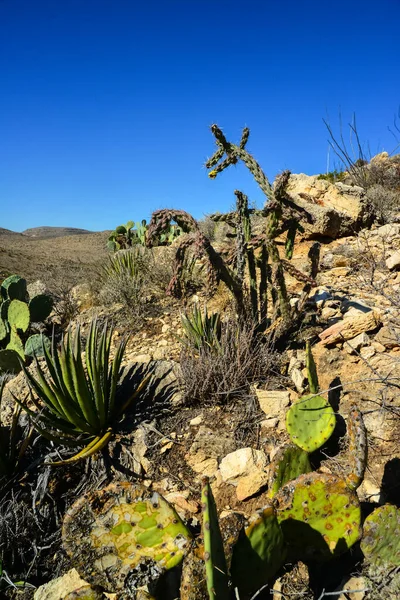 Opuntia kaktüsü ve diğer çöl bitkileri New Mexico, ABD 'deki dağ manzarasında.