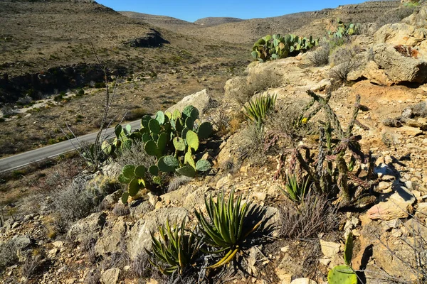Agave, yucca, kaktüs ve çöl bitkileri New Mexico 'daki bir dağ vadisinde., 