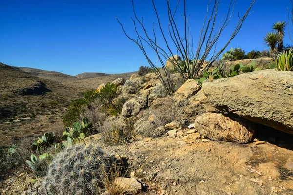 Kaktüs (Echinocereus sp.) ve Opuntia, yucca, agaves ve diğer çöl bitkileri New Mexico, ABD 'deki dağlarda.