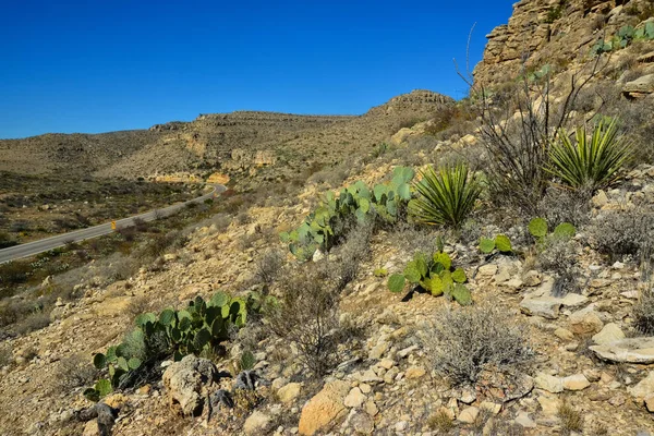 Agave, yucca, kaktüs ve çöl bitkileri New Mexico 'daki bir dağ vadisinde., 