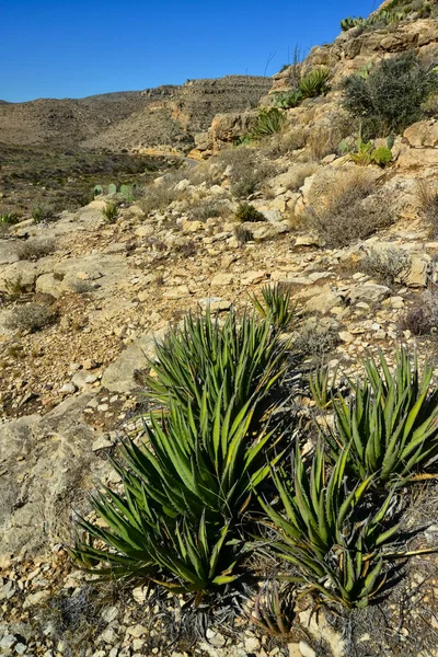 Agave, yucca, kaktüs ve çöl bitkileri New Mexico 'daki bir dağ vadisinde., 
