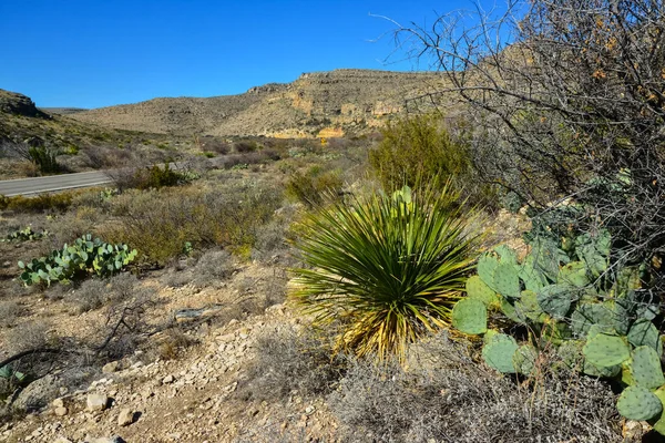 Agave, yucca, kaktüs ve çöl bitkileri New Mexico 'daki bir dağ vadisinde., 