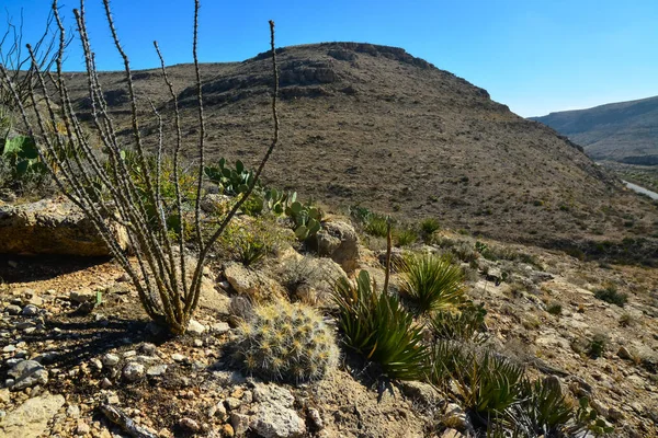 Cacti Echinocereus 그리고 멕시코 지대에 — 스톡 사진