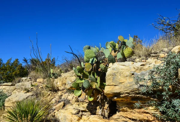 Opuntia kaktüsü ve diğer çöl bitkileri New Mexico, ABD 'deki dağ manzarasında.