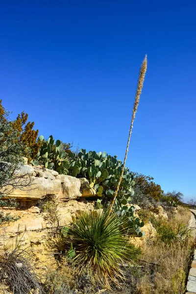 Agave, yucca, kaktüs ve çöl bitkileri New Mexico 'daki bir dağ vadisinde., 