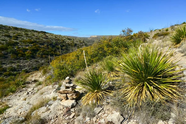 Agave, yucca, kaktüs ve çöl bitkileri New Mexico 'daki bir dağ vadisinde., 