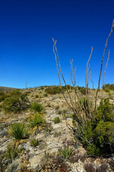 Agave, yucca, kaktüs ve çöl bitkileri New Mexico 'daki bir dağ vadisinde., 