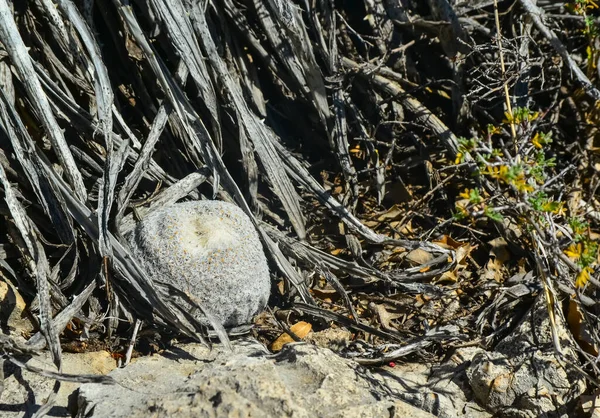 Kaktüs ve diğer çöl bitkileri New Mexico, ABD 'deki bir dağ manzarasında taşların arasında yetişir.