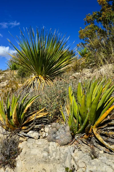 Agave, yucca, kaktüs ve çöl bitkileri New Mexico 'daki bir dağ vadisinde., 